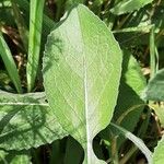 Centaurea seridis Leaf