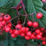 Cotoneaster coriaceus Frugt