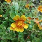 Erythranthe guttata Λουλούδι