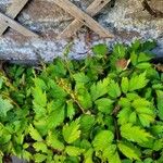 Astilbe rubra Blad