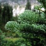 Abies lasiocarpa Leaf