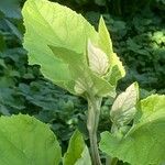 Atriplex hortensis Blad