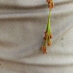Rhynchospora rugosa Leaf