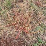 Indigofera arrecta Hábito