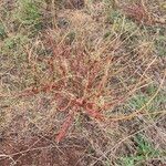 Indigofera arrecta 整株植物