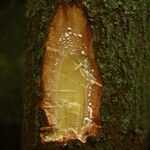 Pouteria coriacea その他の提案