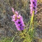 Liatris punctata Kvet