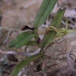Angraecum moandense Hábito