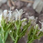 Valeriana montana Flower