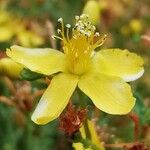 Hypericum triquetrifolium Flower