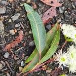 Corymbia gummifera 葉