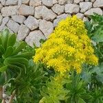 Aeonium arboreum Blad