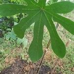 Cecropia albicans Liść