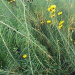 Helianthus salicifolius ശീലം