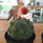 Matucana madisoniorum 葉