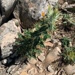 Ptilostemon hispanicus Leaf