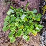 Cochlearia anglica पत्ता