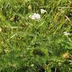 Achillea millefoliumYaprak