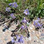 Polemonium pulcherrimum Flor