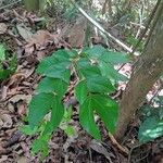 Albizia zygia Hoja