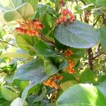 Viburnum suspensum Fruit