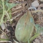 Aristolochia paucinervis Frugt