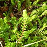Empetrum nigrum Hoja