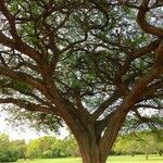 Vachellia sieberiana Ŝelo