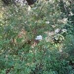 Spiraea cantoniensis Habitus