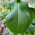 Silphium perfoliatum Φύλλο