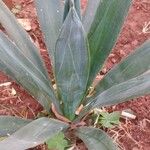Agave sisalana 葉