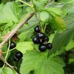 Ribes nigrum Листок