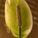 Spathiphyllum floribundum Flower