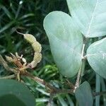 Dendrolobium umbellatum Fruit