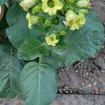 Nicotiana rustica Fuelha