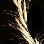 Helictochloa bromoides Fleur