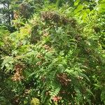 Sorbus vilmorinii Leaf