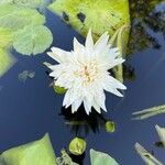 Nymphaea ampla Blomst