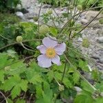 Anemone tomentosa Blomst