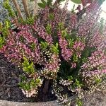 Calluna vulgarisFlower