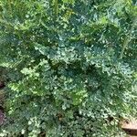 Thalictrum flavum Leaf