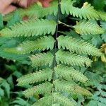 Arthropteris orientalis ഇല