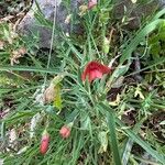 Lathyrus cicera Habitat