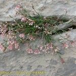 Asperula aristata Агульны выгляд