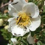 Rosa sericea Floare