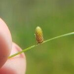 Cyperus subsquarrosus Fruit