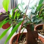 Ficus retusa Folha