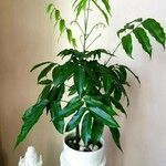 Castanospermum australe Frunză
