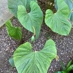 Anthurium obtusilobum Leaf