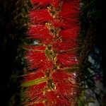 Callistemon citrinusFlower